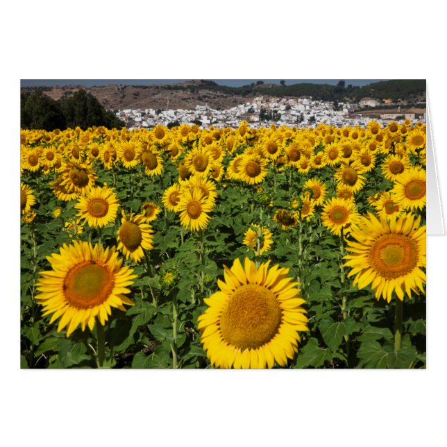 Campos de girasol, ciudad de Bornos, colinas blanc (Anverso (Horizontal))
