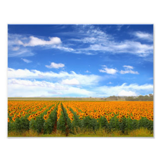 Campos de girasol - Foto Ampliación