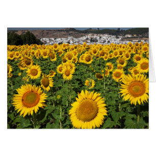 Campos de girasoles, pueblo de la colina blanca de