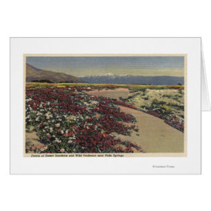 Campos de la sol del desierto y de las verbenas