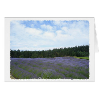 Campos de lavanda