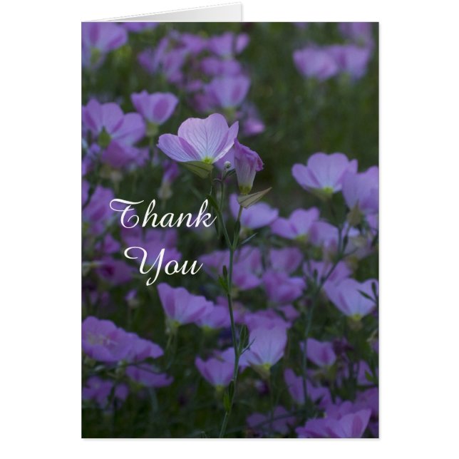 Campos de púrpura Gracias (Frente)