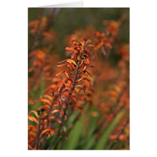 Campos de resplandor naranja (Frente)