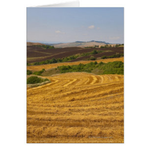 Campos de trigo después de la cosecha