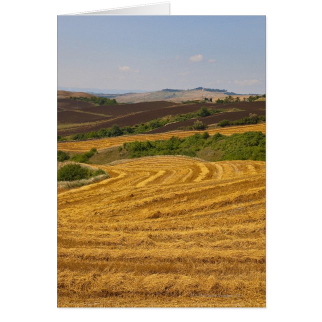 Campos de trigo después de la cosecha (Frente)