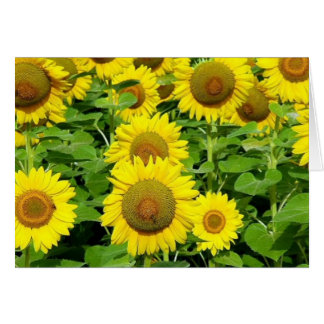 Campos del girasol