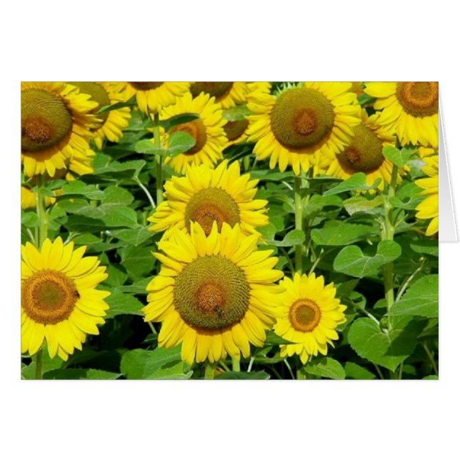 Campos del girasol (Anverso (Horizontal))