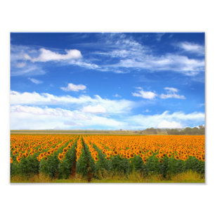 Campos del girasol - ampliación de la foto