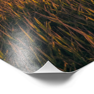 Campos dorados al atardecer   Foto de paisaje tran