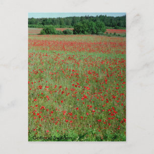Campos Poppie postales de Gotland Suecia