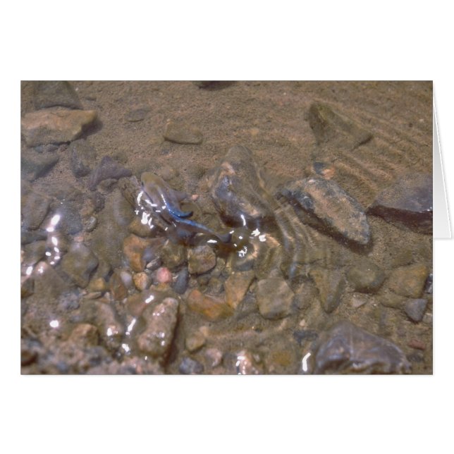 Camuflaje Con El Fondo Del Río (Anverso (Horizontal))