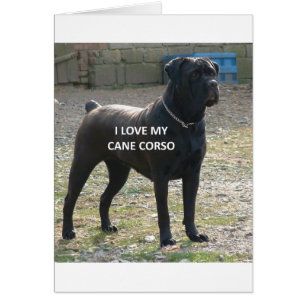 caña corso amor negro con foto