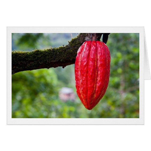 caña de cacao (Anverso (Horizontal))