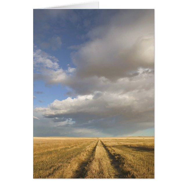 Canadá, Alberta, Stand Off: Paisaje con (Frente)