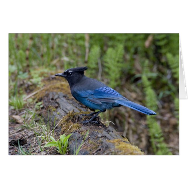 Canadá: British Columbia, Yoho NP, Stellar jay, (Anverso (Horizontal))