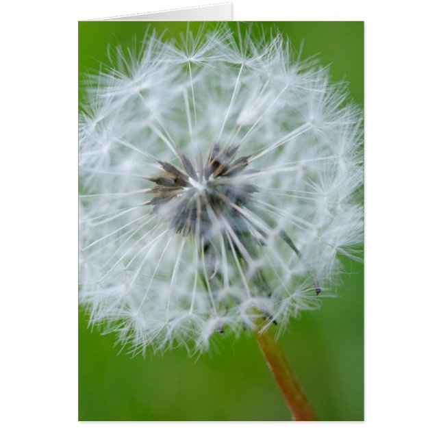 Canadá, Columbia Británica, isla de Vancouver 4 (Frente)