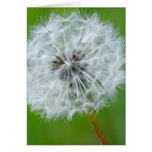 Canadá, Columbia Británica, Vancouver Island 4