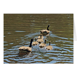 Canadá Geese con Goslings