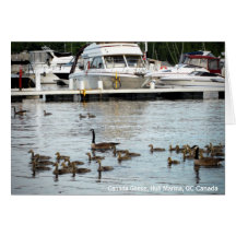 Canadá Geese w Babies en Hull Marina QC Canada