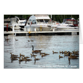 Canadá Geese w Babies en Hull Marina QC Canada