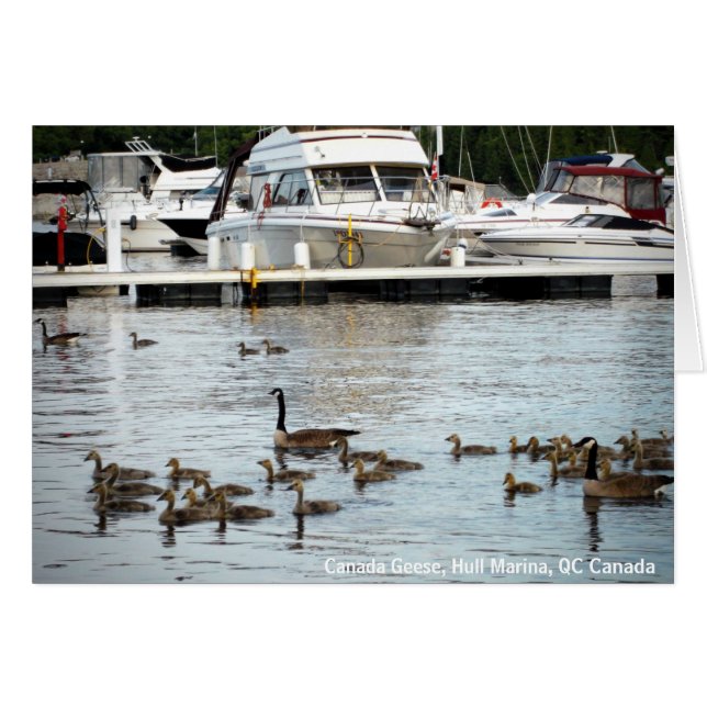 Canadá Geese w Babies en Hull Marina QC Canada (Anverso (Horizontal))