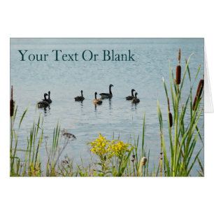 Canadá Geese Y Cattails