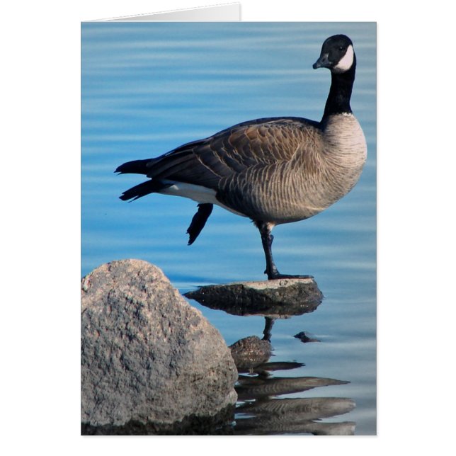 Canada Goose (Frente)