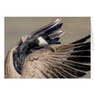 Canada Goose