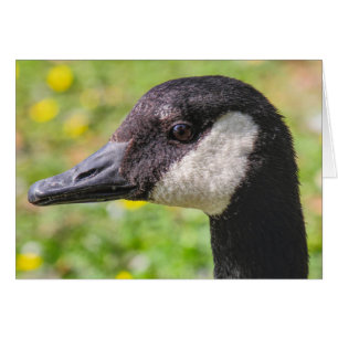 Canada Goose