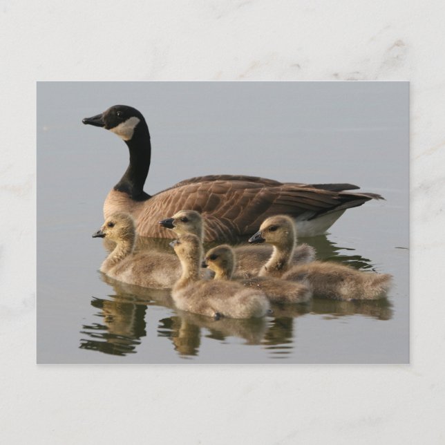Canada Goose y su tarjeta postal de fotos de la ma (Anverso)