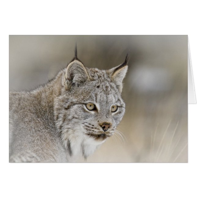 Canada Lynx (Anverso (Horizontal))