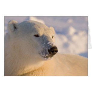 Canadá, Manitoba, Bahía de Hudson Oso polar