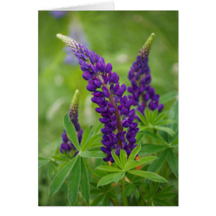 Canadá, Nueva Brunswick, .