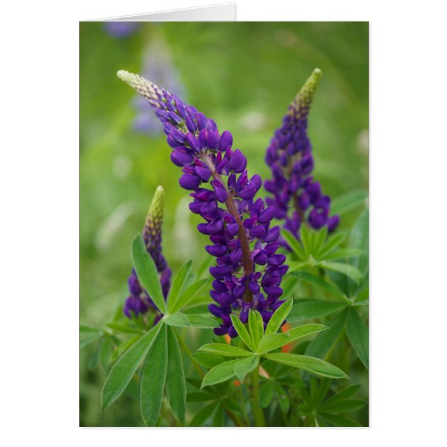 Canadá, Nueva Brunswick, . (Frente)