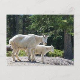 Canadá: postal de las cabras de montaña