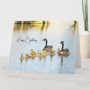 Canadiense Geese & Goslings - Tarjeta de cumpleaño