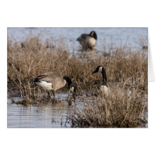 Canadiense Geese Snack Time