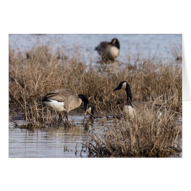 Canadiense Geese Snack Time (Anverso (Horizontal))