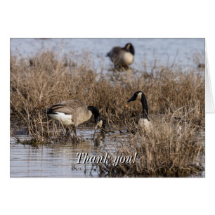 Canadiense Geese Snack Time