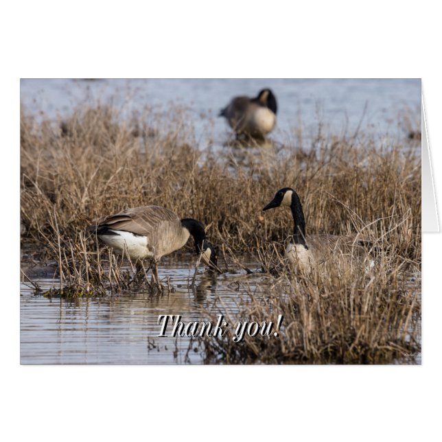 Canadiense Geese Snack Time (Anverso (Horizontal))