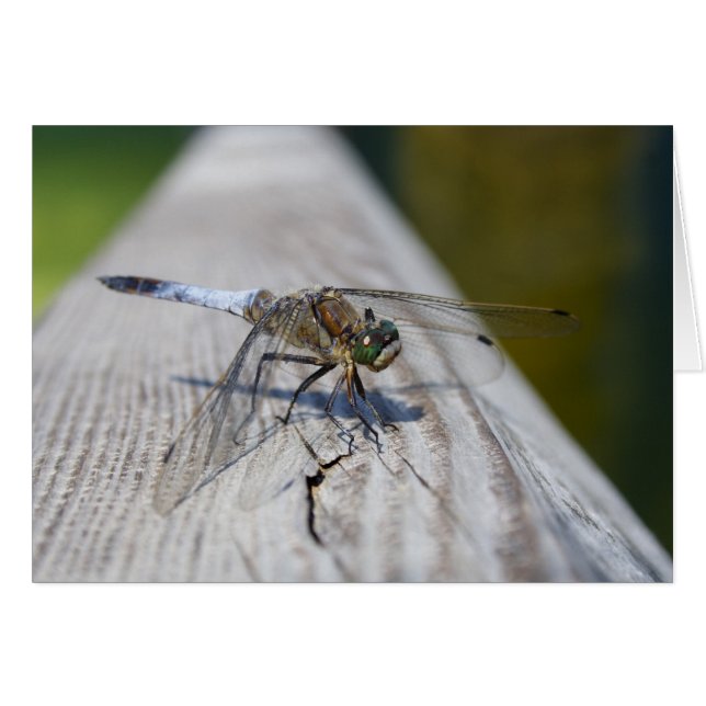Cancelación de Orthetrum (Anverso (Horizontal))