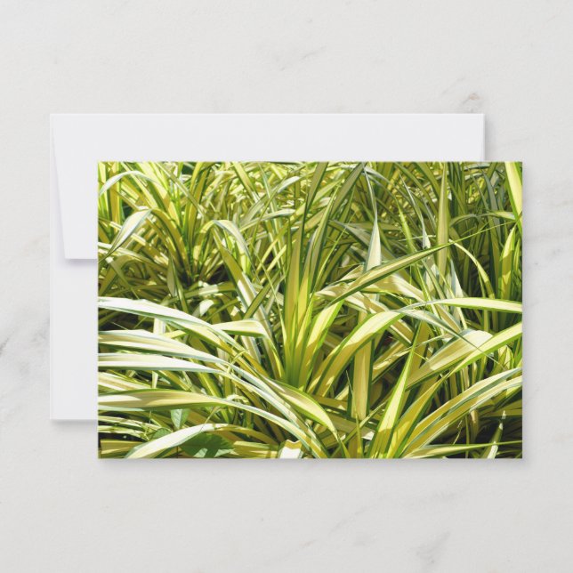 Canción de India (Anverso)