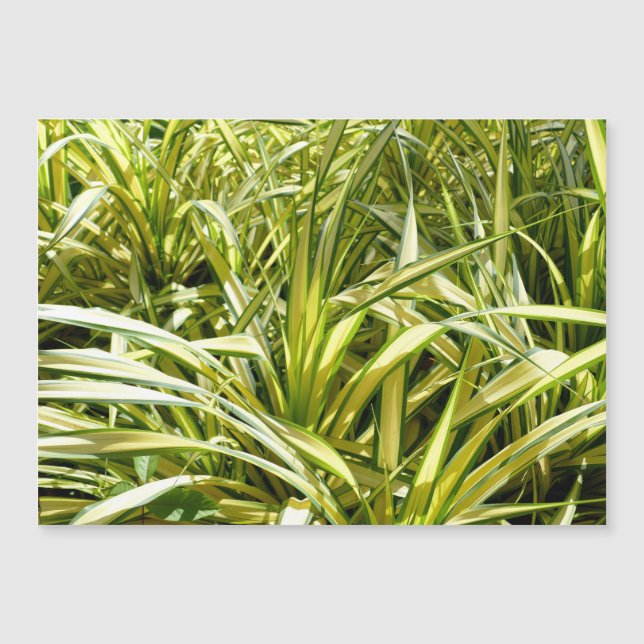 Canción de India (Anverso)