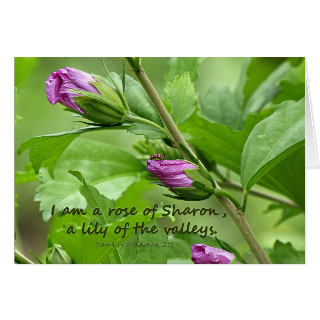 Canción de Salomón 2:1 (Anverso (Horizontal))