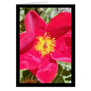 Canción floral del sacador del terciopelo del