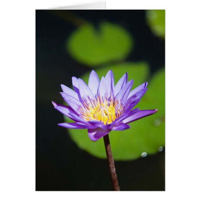 Cancún, México (Frente)