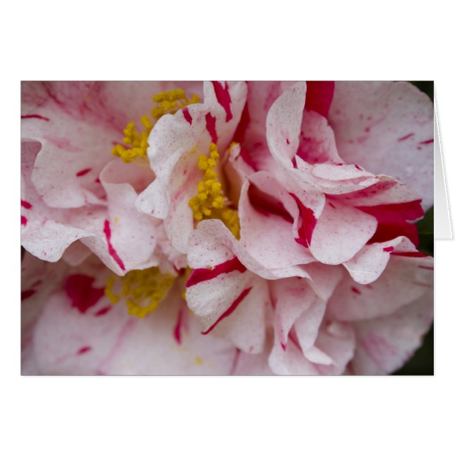 Candy Striped Camellia (Anverso (Horizontal))