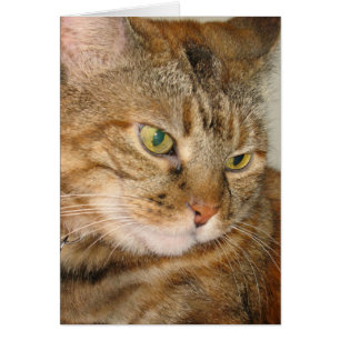 canela del gato