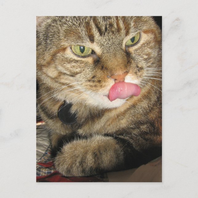 Canela la postal del gato (Anverso)