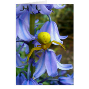 Cangrejo amarillo / Araña flor